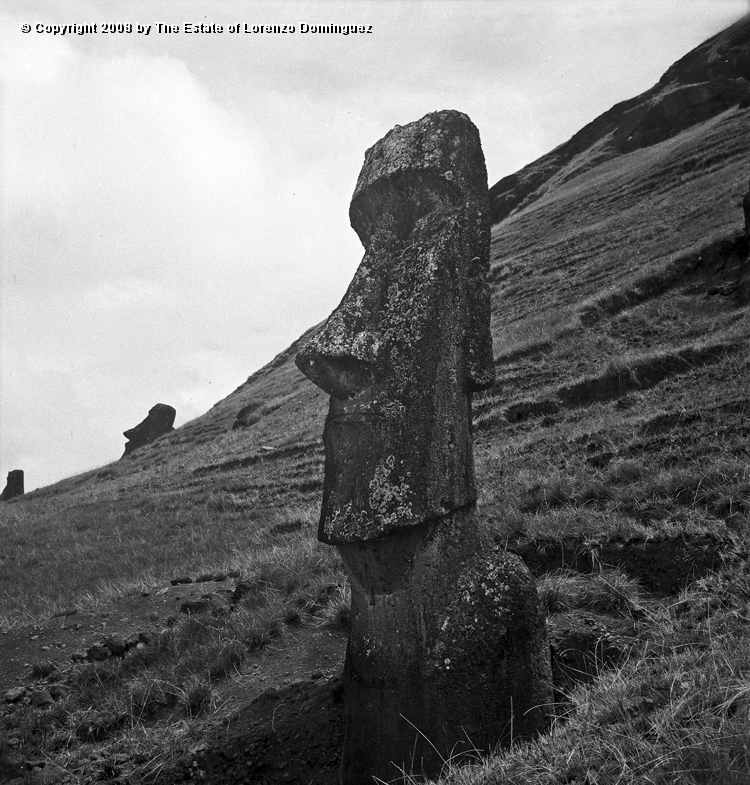 RRE_Angel_04.jpg - Easter Island. 1960. Moai on the exterior slope of Rano Raraku. Identified by Lorenzo Dominguez as "The Angel." Left profile.